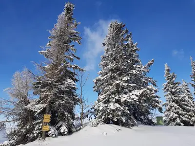 a group of snow covered trees in the snow at Chalet Encijan - Velika planina in Stahovica