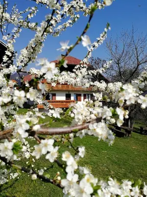 a house seen through the branches of a tree with white flowers at Apartma Lesjak - pobeg v naravo 2 in Šmihel nad Mozirjem