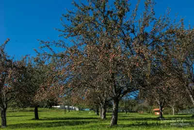 a group of trees in a grassy field at Apartma Lesjak - pobeg v naravo 2 in Šmihel nad Mozirjem