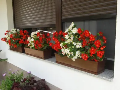 three flower boxes on a window sill with red and white flowers at Apartma Jezero in Most na Soči