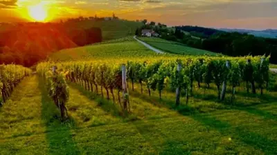 a vineyard with the sun setting in a field at Turistična Kmetija Puklavec in Zasavci