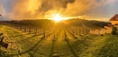 a vineyard with the sun setting in the background at Turistična Kmetija Puklavec in Zasavci
