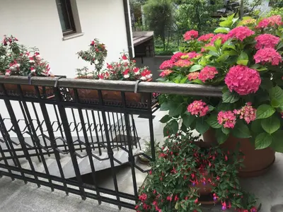 a bunch of pink flowers in a balcony at House Natura with garden in Bovec
