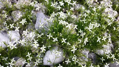 a bunch of white flowers on some rocks at House Natura with garden in Bovec