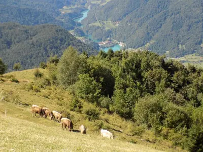 a herd of cows grazing on a hill with mountains at Holiday Home Na planini in Tolmin