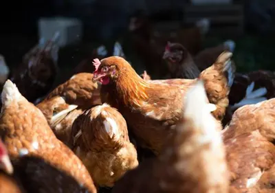 a group of chickens standing in a pile of dirt at Turistična kmetija Weiss in Miklavž pri Taboru