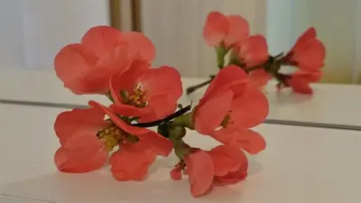 a bunch of red flowers sitting on a table at Holiday Home Julian Alps in Bovec