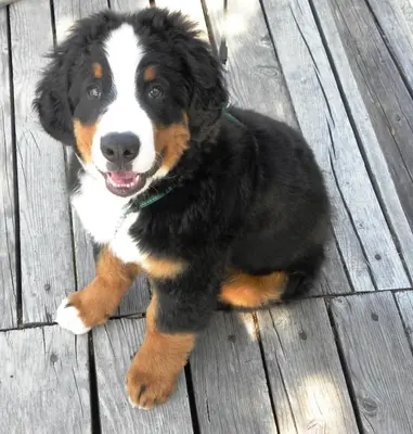 a black and brown dog sitting on a wooden deck at Apartma Obrh in Smarjeske Toplice