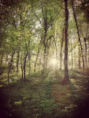 a forest with the sun shining through the trees at Apartma Obrh in Smarjeske Toplice