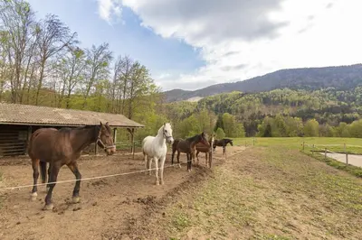 a group of horses standing in a field at Holiday Homes Sara in Bled