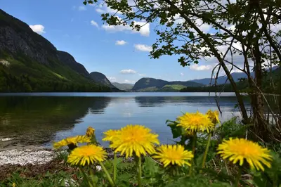a bunch of yellow flowers in front of a lake at Apartment Ravnik in Bled
