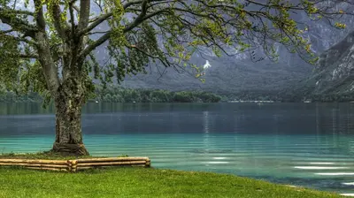 a tree sitting on the grass next to a lake at Apartment Ravnik in Bled