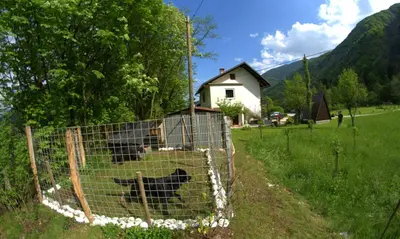 a dog in a cage in a field at Apartma Bel in Žaga