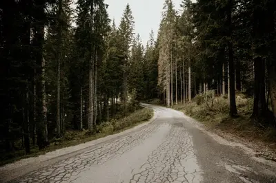 an empty road in the middle of a forest at Apartments Villa Vesna Pokljuka in Goreljek
