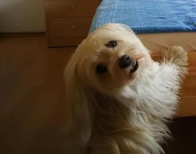 a small white dog is standing next to a bed at House Čeh in Črni Kal