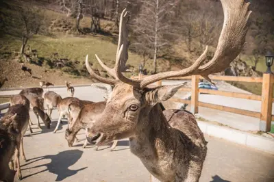a deer with large antlers walking down a road at Glamping Olimia Adria village in Podčetrtek