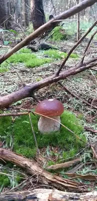 a red mushroom on the ground in a forest at Apartments & Chalet Jurček in Luče