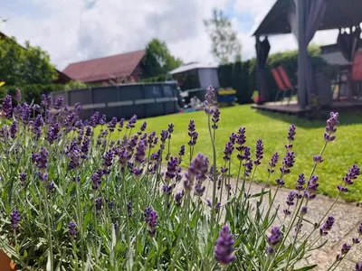 a bunch of purple flowers in a garden at Apartma Žirovnik in Cerklje na Gorenjskem