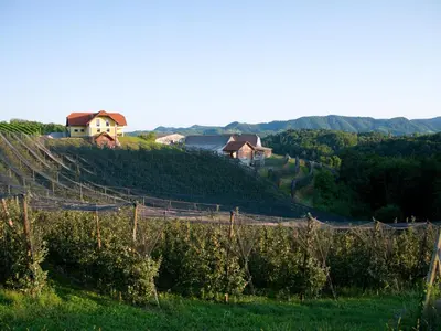a house on top of a hill with a vineyard at Holiday Home Winzerhaus Eva in Špičnik
