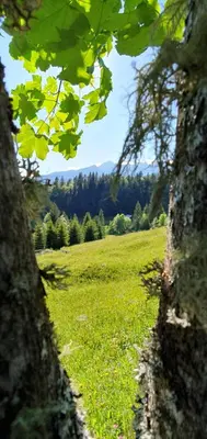 a field of green grass with trees in the background at Holiday house Žvan na Pokljuki in Bohinj