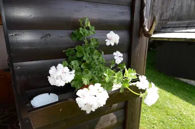 a planter with white flowers in a wooden box at Holiday house Žvan na Pokljuki in Bohinj