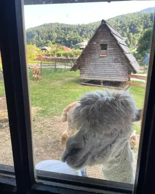 a dog looking out a window at a house at Wooden Cabin Kamna Gorica in Kamna Gorica