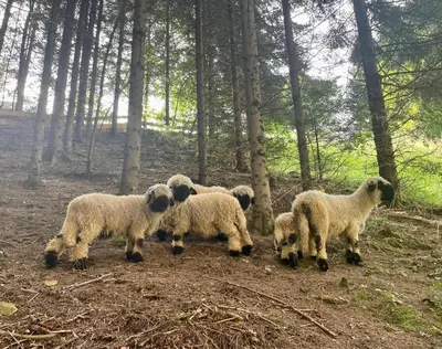 a group of sheep standing in the woods at Wooden Cabin Kamna Gorica in Kamna Gorica