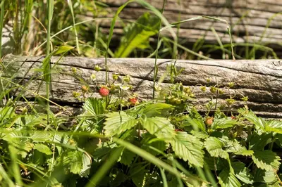 a bunch of plants in front of a log at Mountain view Glamping in Dovje