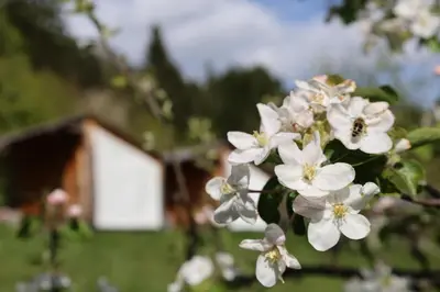a bunch of white flowers on a tree with a house in the background at Mountain view Glamping in Dovje