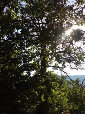 a tree with the sun shining through it at Apartment Visak in Bled