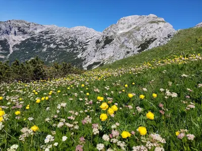 a field of flowers in front of a mountain at Apartmaji Vesna in Bohinj