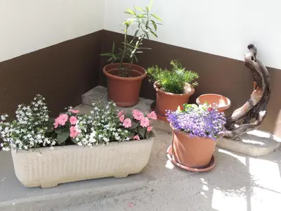 a group of potted plants sitting next to a wall at Apartment Carli-Jurč in Kobarid