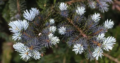 a group of blue flowers on a pine tree at Tourist Farm Mali Raj in Dolenci
