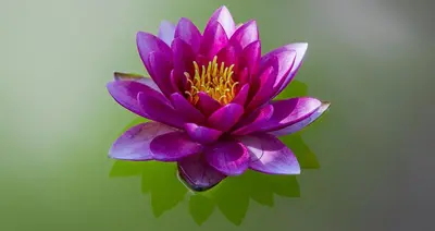 a purple flower is on a green background at Tourist Farm Mali Raj in Dolenci