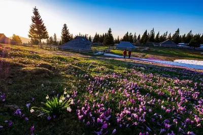 a field of flowers with people standing in the background at Glamping FOREST EDGE in Kamnik