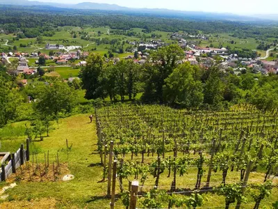 a view of a vineyard with a town in the background at Zidanica-Vineyard Cottage Jakše in Semič