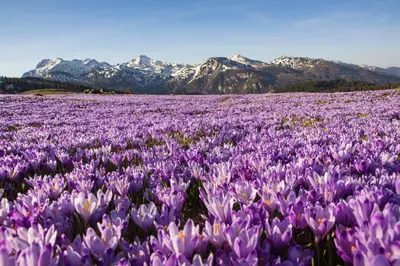a field of purple flowers with mountains in the background at Koča Bistra - Velika planina in Stahovica