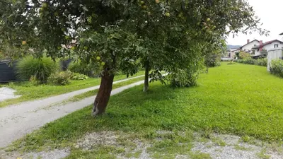 two trees in the grass next to a road at Bright Side Studios in Ljubljana