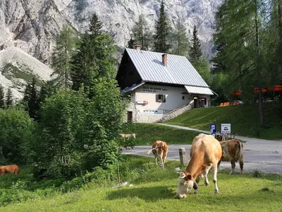a group of cows grazing in the grass in front of a house at PLANINSKA KOČA NA GOZDU in Kranjska Gora