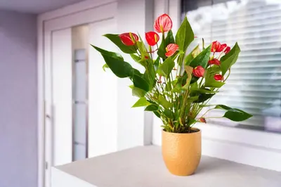 a vase with red flowers sitting on a window sill at Apartment Pod velbi in Ljubljana