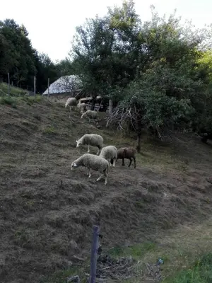a herd of sheep grazing in a field at Getaway 