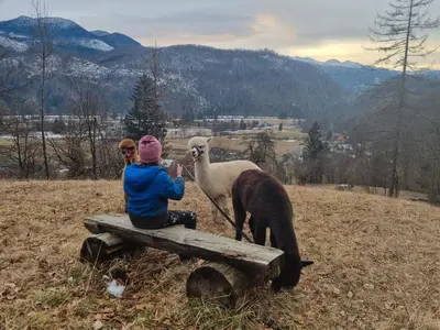a person sitting on a bench with two llamas at Domačija Loncnar in Bohinj