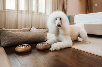 a white dog laying on the floor next to two bowls at Hotel Zagreb - Health & Beauty in Rogaška Slatina