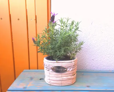 a potted plant sitting on top of a blue table at Apartment Marjetica in Moravske Toplice
