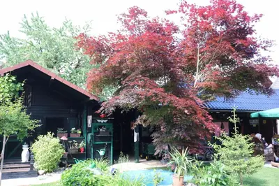 a tree with red leaves in front of a building at Frenkcottage 5 KM FROM THE AIRPORT- FREE TRANSPORTATION TO THE AIRPORT in Šenčur