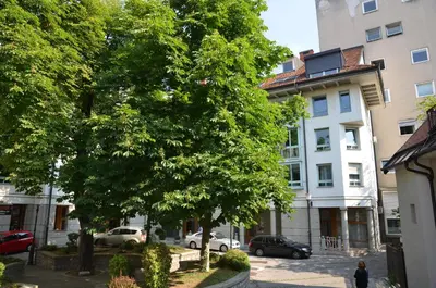 a large tree in front of a white building at i Design Studio in Ljubljana