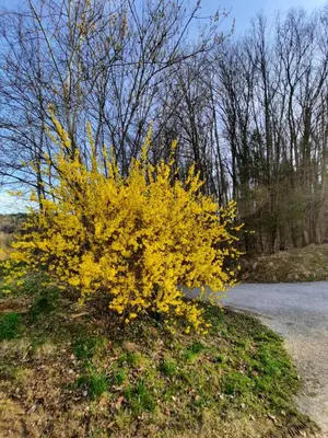 a yellow bush on the side of a road at Holiday Home Neokrnjena Narava in Sevnica