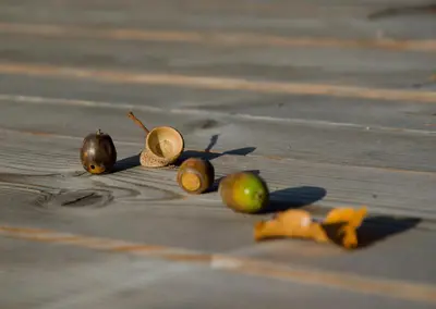 a group of nuts sitting on a wooden floor at Apartmaji Rajska Ptica in Bled