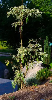 a small tree sitting on top of a rock at Apartmaji Rajska Ptica in Bled