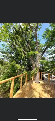 a large tree sitting on a deck next to a tree at Apartments Kokl - Adults only in Radovljica